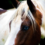 Hidalgo-unbearbeitet